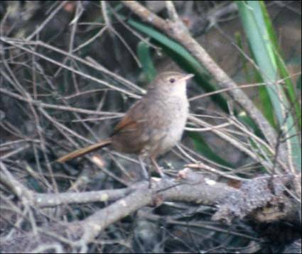 Eastern Bristlebird Eastern Bristlebird